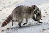 THe most important thing racoon